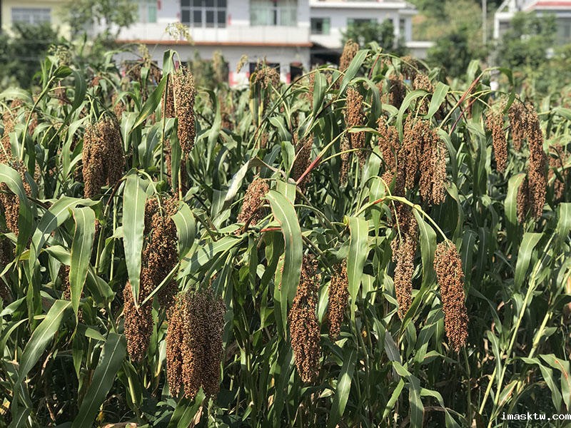 优米网app批发代理加盟选哪个(推荐黔区酒厂) 优米网app批发代理加盟选哪个(推荐黔区酒厂)